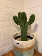 Prachtige cactus, Ophalen, Cactus