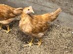 Hanen leghorn buff en ayam cemani, Dieren en Toebehoren, Pluimvee, Mannelijk, Kip