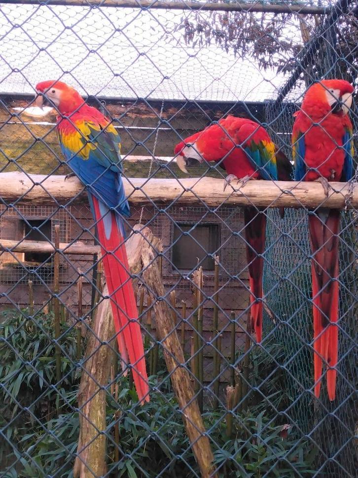 Geelvleugel aras, Dieren en Toebehoren, Vogels | Parkieten en Papegaaien