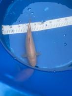 Japanse Chagoi 30cm, Dieren en Toebehoren, Vissen | Vijvervissen, Karper of Koi