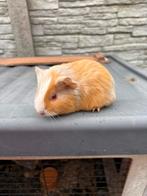 Lillac mannetje, Dieren en Toebehoren, Augustus, Mannelijk, Cavia