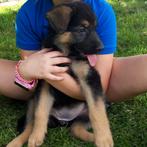 Duitse herder pups, 8 à 15 semaines, Plusieurs, Éleveur | Loisir, Belgique