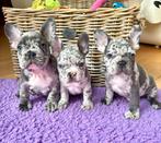 Franse Bulldog Pups, Dieren en Toebehoren, Honden | Bulldogs, Pinschers en Molossers, CDV (hondenziekte), Meerdere, Bulldog, 8 tot 15 weken