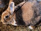 Konijntje te koop, Dieren en Toebehoren, Konijnen, Mannelijk, Klein, 0 tot 2 jaar
