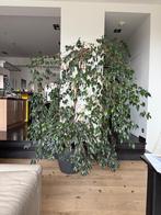 Ficus de 2 m de large et 2,30 m de haut, Enlèvement, Ficus, En pot, 200 cm ou plus