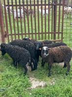 6 prachtige kleine dwergschaapjes ooitjes, Dieren en Toebehoren, Schapen, Geiten en Varkens, Vrouwelijk, Schaap