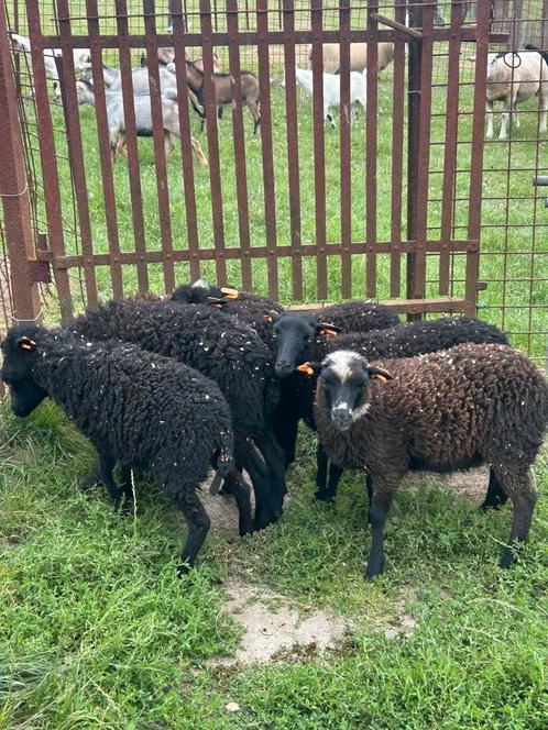 6 prachtige kleine dwergschaapjes ooitjes, Dieren en Toebehoren, Schapen, Geiten en Varkens, Schaap, Vrouwelijk