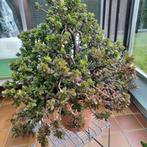 crassula ovata, Maison & Meubles, Plantes d'intérieur, Plante à fleurs, Enlèvement, 100 à 150 cm, Plante succulente