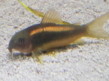 Hobbyaquarium weer op voorraad onze  Corydoras Goldline  beschikbaar voor biedingen