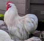 Haan cochin kriel kleur bobtail, Dieren en Toebehoren, Pluimvee, Mannelijk, Kip