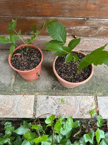 Plants de noyer  disponible aux enchères