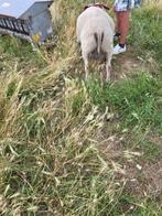 Mooie jaarling ram, Dieren en Toebehoren, Mannelijk, Schaap