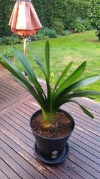 Gereserveerd - Clivia Miniata ️, echte kamerplant, Ophalen, Overige soorten, In pot, Minder dan 100 cm