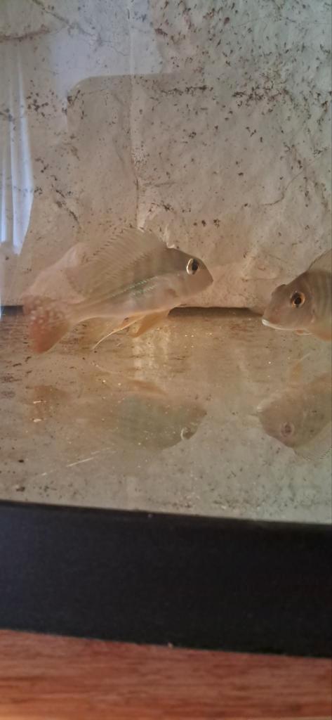 Geophagus surinamensis, Dieren en Toebehoren, Vissen | Aquariumvissen