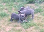 Franse bulldog puppy's, Dieren en Toebehoren, België, CDV (hondenziekte), 8 tot 15 weken, Bulldog