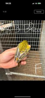 Canari, Ophalen