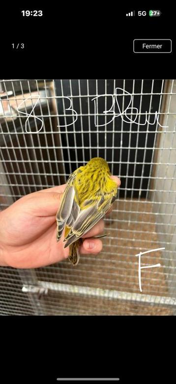 Canari beschikbaar voor biedingen