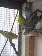 Grasparkieten, Dieren en Toebehoren, Vogels | Overige Vogels, Tropenvogel