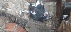 Duiven  15€, Dieren en Toebehoren, Vogels | Duiven, Geslacht onbekend, Overige soorten