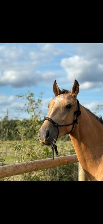 3 jarige valkkleur BWP, 13 jarige bwp en 17 jarige kwpn beschikbaar voor biedingen