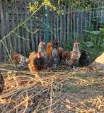 Kippen te koop, Dieren en Toebehoren, Pluimvee, Meerdere dieren, Kip