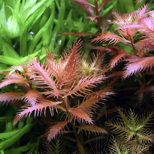Zeemeerminnen kruid Aquariumplant Proserpinaca, Dieren en Toebehoren, Vissen | Aquaria en Toebehoren, Nieuw, Plant(en), Steen of Hout