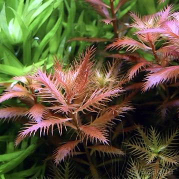 Zeemeerminnen kruid Aquariumplant Proserpinaca