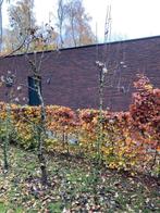 volgroeide laagstam perenbomen conference, Tuin en Terras, Planten | Fruitbomen, Ophalen, Perenboom