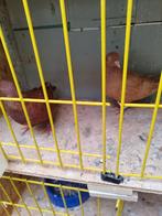 Sierduiven Belgische tuimelaar, Dieren en Toebehoren, Vogels | Duiven