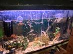 Aquarium, Enlèvement, Utilisé, Aquarium d'eau douce rempli
