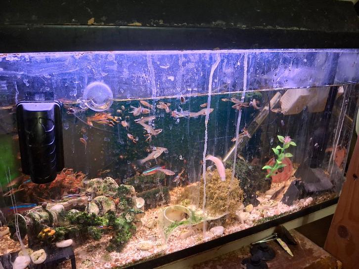 Aquarium, Animaux & Accessoires, Poissons | Aquariums & Accessoires, Utilisé, Aquarium d'eau douce rempli, Enlèvement