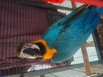 Blauwgele ara, Dieren en Toebehoren