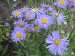 Aster amellus 'Rudolf Goethe' (zomeraster, bergaster), Tuin en Terras, Planten | Tuinplanten, Volle zon, Vaste plant, Zomer, Ophalen