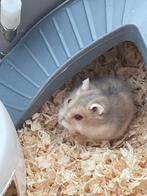 Russische dwerghamsters, Dieren en Toebehoren, Knaagdieren, Hamster, Augustus, Meerdere dieren, Tam