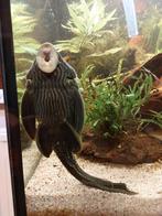 L190  Panaque 25cm te koop, Dieren en Toebehoren, Vissen | Aquariumvissen, Zoetwatervis