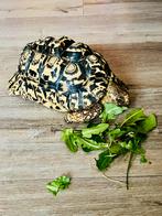 Mooie, gezonde Pardalis zoekt een nieuwe thuis, Dieren en Toebehoren