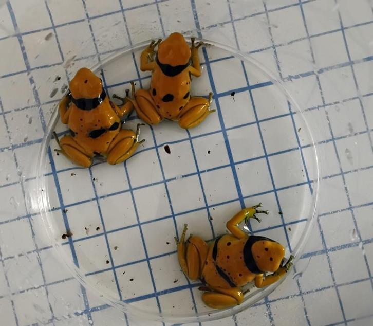 Gifkikker kikker dendrobaat leucomelas auratus, Dieren en Toebehoren, Reptielen en Amfibieën, Amfibie, 0 tot 2 jaar