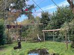 Koppel zwarte ibis, Dieren en Toebehoren, Pluimvee, Meerdere dieren, Overige soorten
