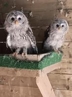 Strix uralensis, Dieren en Toebehoren, Meerdere dieren, Roofvogel, Geringd