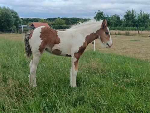 Irich cob merrie veulen, Dieren en Toebehoren, Overige Dieren, Vrouwelijk, Mei