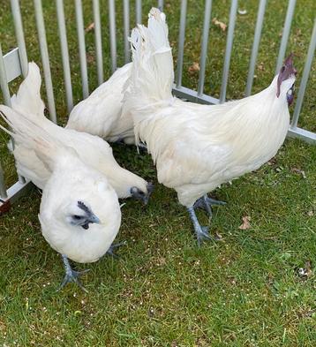 Ayam cemani.(witte) beschikbaar voor biedingen