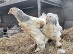 Brahma hennen Columbia blauw en zwart, Dieren en Toebehoren, Vrouwelijk, Kip
