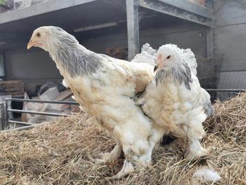 Brahma hennen Columbia blauw en zwart  beschikbaar voor biedingen