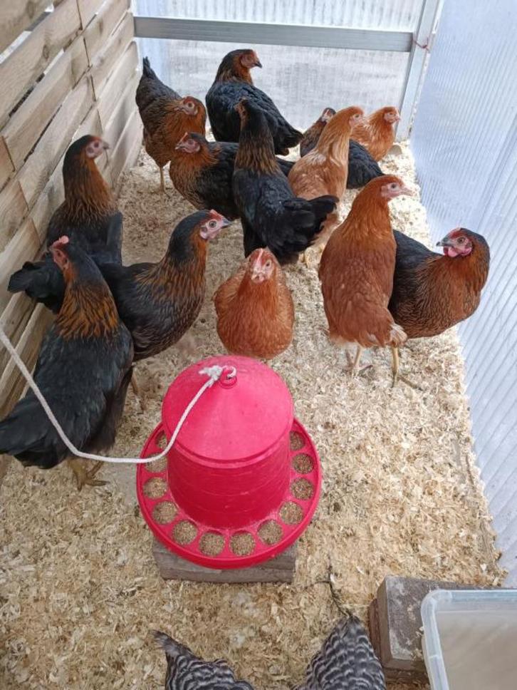 zwarte leghennen harco vanaf 8,5 euro 0499/082381, Dieren en Toebehoren, Pluimvee, Kip, Vrouwelijk