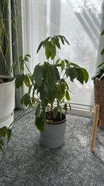 Mooie schefflera plant in grijze pot, Maison & Meubles, Plantes d'intérieur, Enlèvement