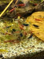 Neocaridina wildkleur (of bijna), Dieren en Toebehoren, Vissen | Aquariumvissen, Kreeft, Krab of Garnaal, Zoetwatervis, Schoolvis