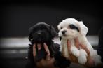 Boomer pups, België, Maltezer, CDV (hondenziekte), 8 tot 15 weken