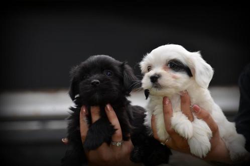 Boomer pups, Dieren en Toebehoren, Honden | Chihuahua's en Gezelschapshonden, Meerdere dieren, Maltezer, Fokker | Professioneel