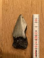 Haaientand, Verzamelen, Mineralen en Fossielen, Verzenden, Overige typen