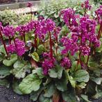 Bergenia cordifolia, Tuin en Terras, Ophalen